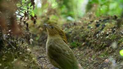 It's also key to courting a partner. - Dancing with the Birds
