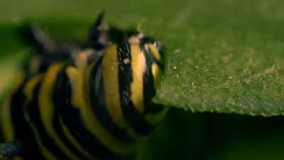 -It's always interesting to
see the caterpillars crawling - One Strange Rock