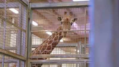 It's always nice
to catch up with everyone - Secrets of the Zoo