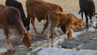It's an absolutely amazing sight - In the Footsteps of Elephant