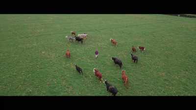 It's an absolutely
dream outcome, - 73 Cows