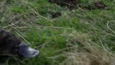 It's an adaptation
to the cooler southern climate. - David Attenborough's Tasmania