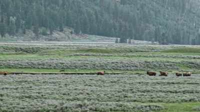 It's an aggressive display
that's hardly ever witnessed. - Epic Yellowstone