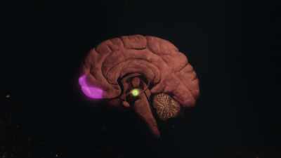 IT'S AN AREA VERY STRONGLY
ACTIVATED BY FEAR, - Why We Hate