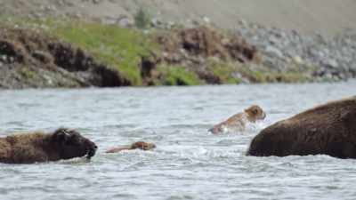 It's an epic journey, - Epic Yellowstone