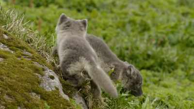 It's an exhausting schedule
for the female - Wild Ways of the Vikings