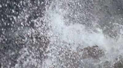 It's an extremely
sophisticated predator - Shark Attack Files