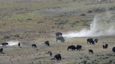 It's an interesting ritual,
but highly effective - Yellowstone: One-Fifty