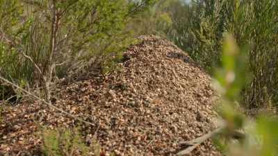 It's an inventive solution
to Tasmania's changing seasons. - David Attenborough's Tasmania