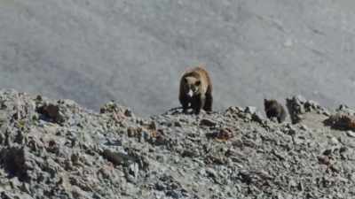 It's an unexpected destination
for a large carnivore. - Epic Yellowstone