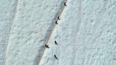 It's an uphill struggle
to reach their nesting grounds... - Our Planet