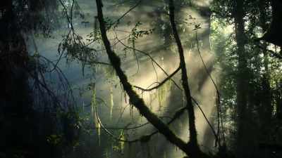 Its animal inhabitants are
as extraordinary - David Attenborough's Tasmania