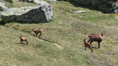 Its attack scatters the herd... - Frozen Planet II