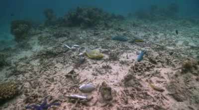IT'S BAD FOR THE BRAIN,
FOR YOUR NEURAL SYSTEM. - Mysteries of the Deep