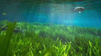 It's become a kind of
marine savannah. - The Green Planet