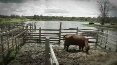 It's been a month
since a newborn calf - The Incredible Dr. Pol