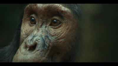 It's been a tough year for Gus. - Chimp Empire
