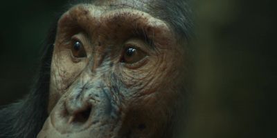 It's been a tough year for Gus. - Chimp Empire
