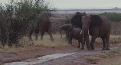 It's been a year
since they saw water flow, - The Elephant Queen