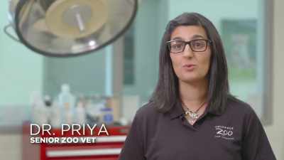 It's been about three weeks
since rory's last x-rays - Secrets of the Zoo