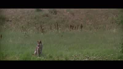 It's been almost 30 days. - Dances with Wolves