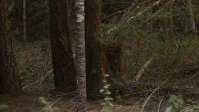  It's been flagged
 for preservation - Expedition Bigfoot