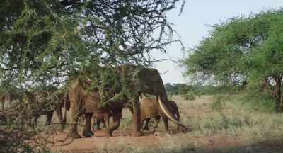 It's been only four days since the storm, - The Elephant Queen