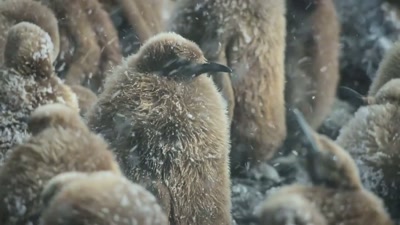 It's been two months since this
chick's parents left to find food. - A Year on Planet Earth