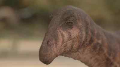It's best for the young
not to stray too far. - Prehistoric Planet