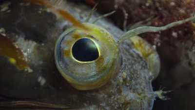 Its bizarre bulging eyes - Super/Natural