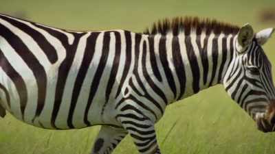 Its black and white coat makes it
extremely obvious - Attenborough's Life in Colour