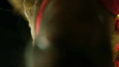 -It's blood.
-[man] It's not blood. - Santa Fake