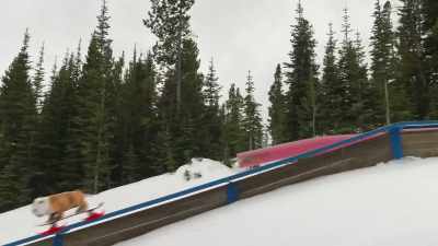 - It's Bodi! It's Bodi!
- Hit the ramp. - Powder Pup