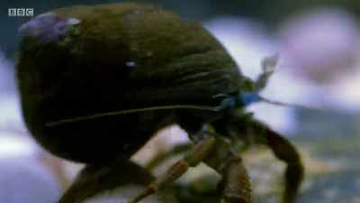 Its body is soft, so it uses
an old snail shell for protection. - Wales: Land of the Wild