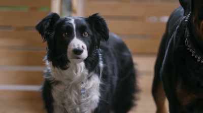 It's called affection. It's what
people do for the pets they love. - Cats & Dogs 3: Paws Unite
