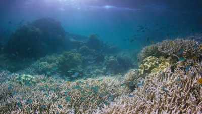 It's called coral bleaching - Attenborough's Life in Colour