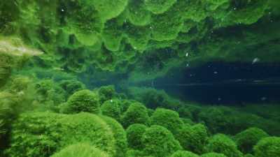 It's carpeted by pipewort, fanwort - The Green Planet
