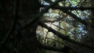It's clear the faeries are already
starting to play mind-games. - Spooked Scotland