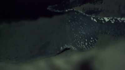 It's clearly a very
laborious process. - Attenborough and the Sea Dragon