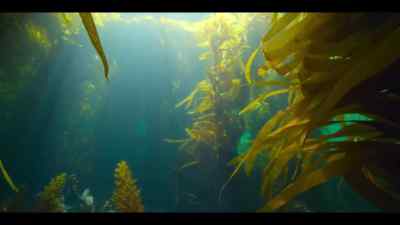Its cold waters are home
to extraordinary species. - Our Oceans