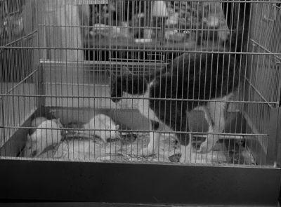 It's my considered opinion that rat number four is sitting inside that cat - Revenge of the Creature