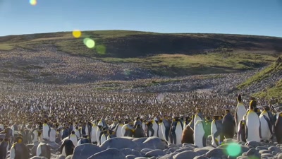 It's covered with
the most incredible wildlife. - A Year on Planet Earth
