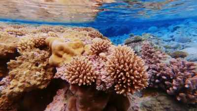 It's crystal clear,
really vibrant blue water. - Protecting Paradise: The Story of Niue