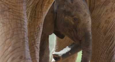 It's day one for her
on a lifetime of learning. - The Elephant Queen