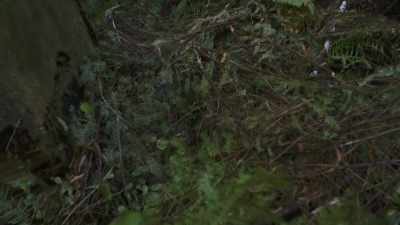 It's deliberately like, - Expedition Bigfoot