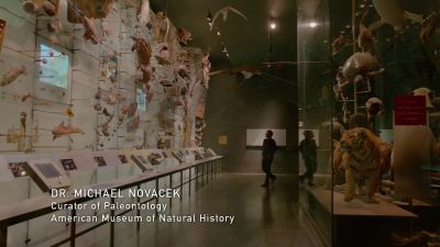 It's difficult to estimate - Racing Extinction