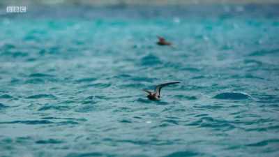 It's difficult for some of them
to stay aloft for long. - Planet Earth: A Celebration