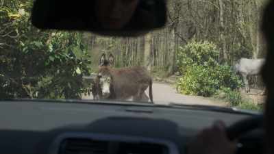 It's donkeys.
It's a thing down here, I think. - Showtrial