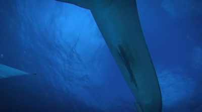 It's easily 1200 pounds. - Shark Attack Files