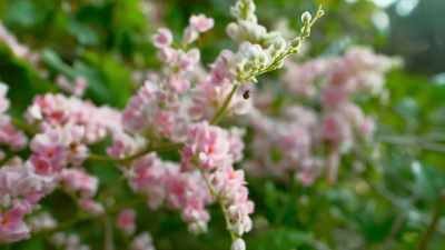 It's easy enough for a bee
to get an early morning meal. - The Secret Lives of Animals